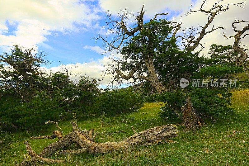 树干，巴塔哥尼亚树叶，南美草原景观，El Calafate，阿根廷